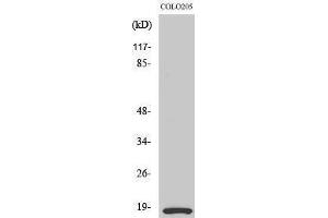 Western Blotting (WB) image for anti-Myosin, Light Chain 12B, Regulatory (MYL12B) (Ser1179) antibody (ABIN3185637)