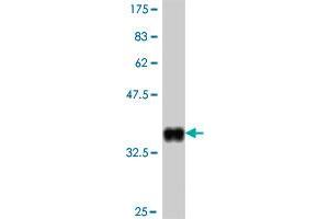 Western Blot detection against Immunogen (36. (GRM2 Antikörper  (AA 414-506))