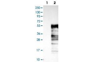 Western blot analysis of Lane 1: Negative control (vector only transfected HEK293T lysate), Lane 2: Over-expression Lysate (Co-expressed with a C-terminal myc-DDK tag (~3. (ELK3 Antikörper)