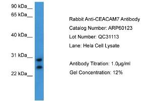 WB Suggested Anti-CEACAM7  Antibody Titration: 0. (CEACAM7 Antikörper  (C-Term))