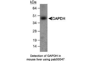 Image no. 1 for anti-Glyceraldehyde-3-Phosphate Dehydrogenase (GAPDH) antibody (ABIN363356) (GAPDH Antikörper)