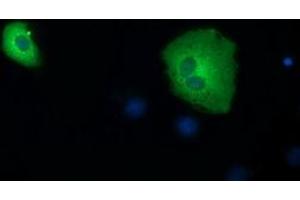 Immunofluorescence (IF) image for anti-Short Chain Dehydrogenase/reductase Family 9C, Member 7 (SDR9C7) antibody (ABIN1500841) (SDR9C7 Antikörper)