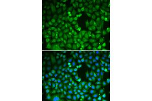 Immunofluorescence (IF) image for anti-CDC5 Cell Division Cycle 5-Like (S. Pombe) (CDC5L) antibody (ABIN1876740) (CDC5L Antikörper)