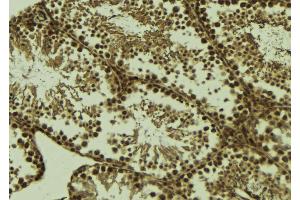 ABIN6273637 at 1/100 staining Mouse testis tissue by IHC-P. (HSPB9 Antikörper  (C-Term))