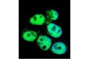 Flow cytometric analysis of Hela cells using PPIC Antibody (Center) Cat. (PPIC Antikörper  (Middle Region))