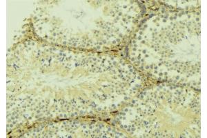 ABIN6268948 at 1/100 staining Mouse testis tissue by IHC-P. (LC3B Antikörper  (N-Term))