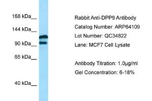 Western Blotting (WB) image for anti-Dipeptidyl-Peptidase 9 (DPP9) (N-Term) antibody (ABIN2789735)