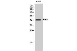 Western Blotting (WB) image for anti-Phosphogluconate Dehydrogenase (PGD) (Internal Region) antibody (ABIN3186413)