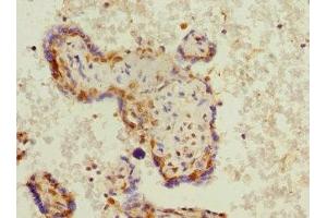 Immunohistochemistry of paraffin-embedded human placenta tissue using ABIN7163046 at dilution of 1:100 (PHF11 Antikörper  (AA 1-292))