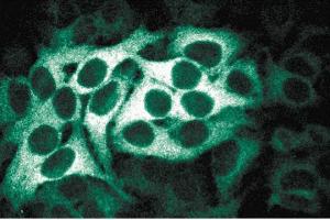 Immunofluorescence staining of HeLa cells (Human cervical epitheloid carcinoma, ATCC CCL-2. (BUB1B Antikörper  (AA 276-388))