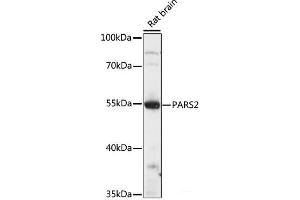 Western blot analysis of extracts of Rat brain using PARS2 Polyclonal Antibody at dilution of 1:1000. (PARS2 Antikörper)