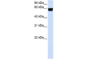 PIGT antibody used at 1 ug/ml to detect target protein. (Prolipoprotein Diacylglyceryl Transferase Antikörper  (C-Term))