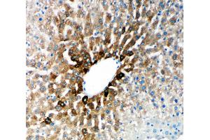 Anti-Cytochrome P450 2E1 antibody, IHC(P) IHC(P): Rat Liver Tissue