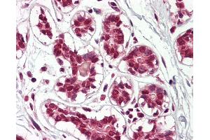 Anti-Cullin 2 / CUL2 antibody IHC of human breast. (Cullin 2 Antikörper  (AA 748-759))