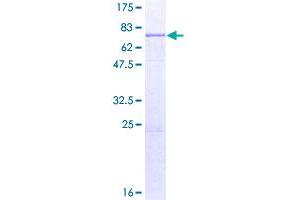 Image no. 1 for Olfactomedin 3 (OLFM3) (AA 1-458) protein (GST tag) (ABIN1313369)