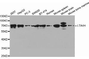 Western blot analysis of extracts of various cell lines, using LTA4H antibody. (LTA4H Antikörper)