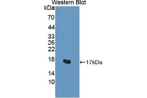 Detection of Recombinant H2AFV, Human using Polyclonal Antibody to H2A Histone Family, Member V (H2AFV) (H2AFV Antikörper  (AA 3-128))