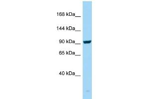 WB Suggested Anti-SEZ6 Antibody Titration: 1. (SEZ6 Antikörper  (C-Term))