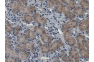 IHC-P analysis of Mouse Kidney Tissue, with DAB staining. (Calpain 5 Antikörper  (AA 26-343))