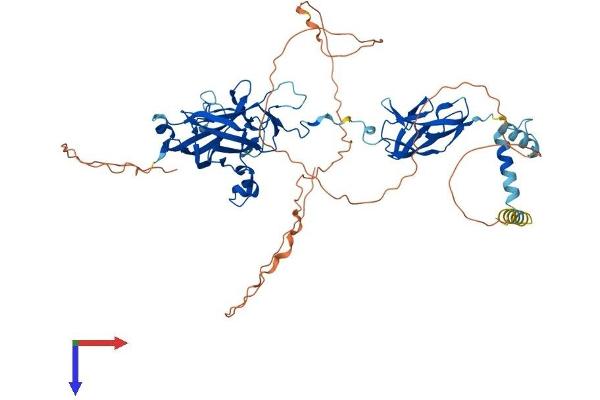 EBF4 Protein (AA 1-602) (His tag)