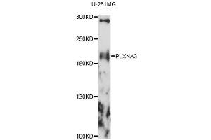 Western blot analysis of extracts of U-251MG cells, using PLXNA3 antibody (ABIN6290798) at 1:1000 dilution. (Plexin A3 Antikörper)