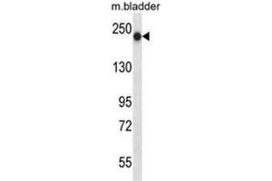 BRIP1 Antibody (N-term) western blot analysis in mouse bladder tissue lysates (35µg/lane). (BRIP1 Antikörper  (N-Term))
