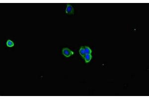 Immunofluorescent analysis of HepG2 cells using ABIN7167005 at dilution of 1:100 and Alexa Fluor 488-congugated AffiniPure Goat Anti-Rabbit IgG(H+L) (KIAA1432 (KIAA1432) (AA 951-1233) Antikörper)