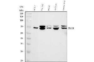 anti-Flavin Containing Monooxygenase 1 (FMO1) (AA 334-363), (C-Term) antibody