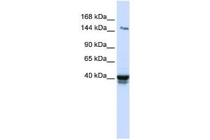 Western Blotting (WB) image for anti-Immunoglobulin Superfamily, Member 9 (IGSF9) antibody (ABIN2459304) (IGSF9 Antikörper)