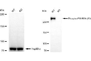 Western blotting analysis using phospho-POLR2A (S5) antibody (ABIN7800261). (Rekombinanter POLR2A/RPB1 Antikörper  (pSer5))