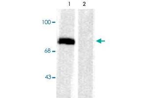 Western blot of rat cortex lysate showing specific immunolabeling of the ~78k Syn1 phosphorylated at Ser603 (Control). (SYN1 Antikörper  (pSer603))