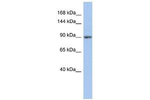 MAP4K5 antibody used at 1 ug/ml to detect target protein.
