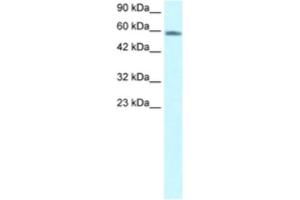 Western Blotting (WB) image for anti-Forkhead Box N3 (FOXN3) antibody (ABIN2460591)