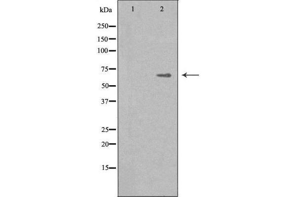 IKZF4 antibody  (C-Term)