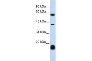 WB Suggested Anti-HTR3E Antibody Titration:  0.