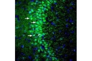 Expression of GKAP in rat hippocampus - Immunohistochemical staining of perfusion-fixed frozen rat brain sections with Anti-DLGAP1/GKAP Antibody (ABIN7043100, ABIN7045186 and ABIN7045187), (1:200), followed by goat anti-rabbit-AlexaFluor-488. (DLGAP1 Antikörper  (Intracellular))