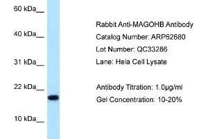 Western Blotting (WB) image for anti-Mago-Nashi Homolog B (MAGOHB) (Middle Region) antibody (ABIN2789207) (Mago Nashi Homolog 2 Antikörper  (Middle Region))