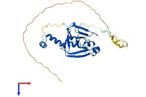 CENPV Protein (AA 1-275) (His tag)