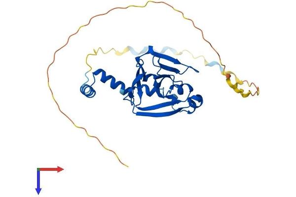 CENPV Protein (AA 1-275) (His tag)