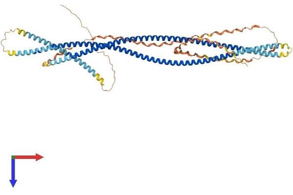 SCARA3 Protein (AA 1-606) (His tag)