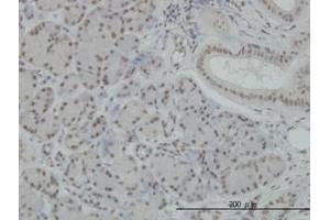 Image no. 1 for anti-Nuclear Factor of kappa Light Polypeptide Gene Enhancer in B-Cells 1 (NFKB1) (AA 860-969) antibody (ABIN598838) (NFKB1 Antikörper  (AA 860-969))