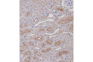 Immunohistochemical analysis of (ABIN1881337 and ABIN2838726) on paraffin-embedded Mouse kidney tissue. (FAP Antikörper  (N-Term))