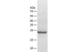 Western Blotting (WB) image for 14-3-3 theta (YWHAQ) (AA 1-245) protein (His tag) (ABIN7285807) (14-3-3 theta Protein (YWHAQ) (AA 1-245) (His tag))