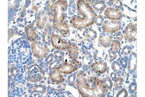 AADAT antibody was used for immunohistochemistry at a concentration of 4-8 ug/ml to stain EpitheliaI cells of renal tubule (arrows) in Human Kidney. (AADAT Antikörper  (N-Term))