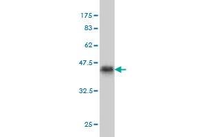 Western Blot detection against Immunogen (36. (GTF2A1L Antikörper  (AA 251-348))