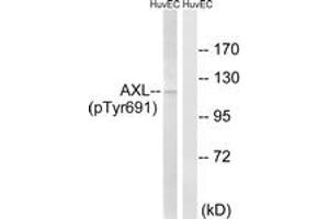 Western blot analysis of extracts from HuvEc cells treated with EGF 200ng/ml 15', using AXL (Phospho-Tyr691) Antibody.