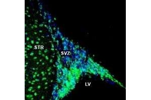 Expression of NPY1R in rat striatum and subventricular zone (SVZ) - Immunohistochemical staining of perfusion-fixed frozen rat brain sections with Anti-NPY1R (extracellular) Antibody (ABIN7043372, ABIN7044674 and ABIN7044675), (1:200), followed by goat anti-rabbit-AlexaFluor-488. (NPY1R Antikörper  (Extracellular))