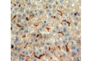 Used in DAB staining on fromalin fixed paraffin-embedded Liver tissue (Orexin A Antikörper  (AA 33-124))