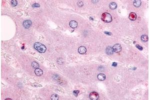 Immunohistochemistry (IHC) image for anti-Nuclear Receptor Subfamily 2, Group F, Member 6 (NR2F6) (N-Term) antibody (ABIN1049139)