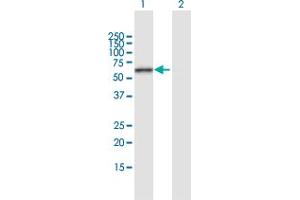 Western Blot analysis of ERO1L expression in transfected 293T cell line by ERO1L MaxPab polyclonal antibody.